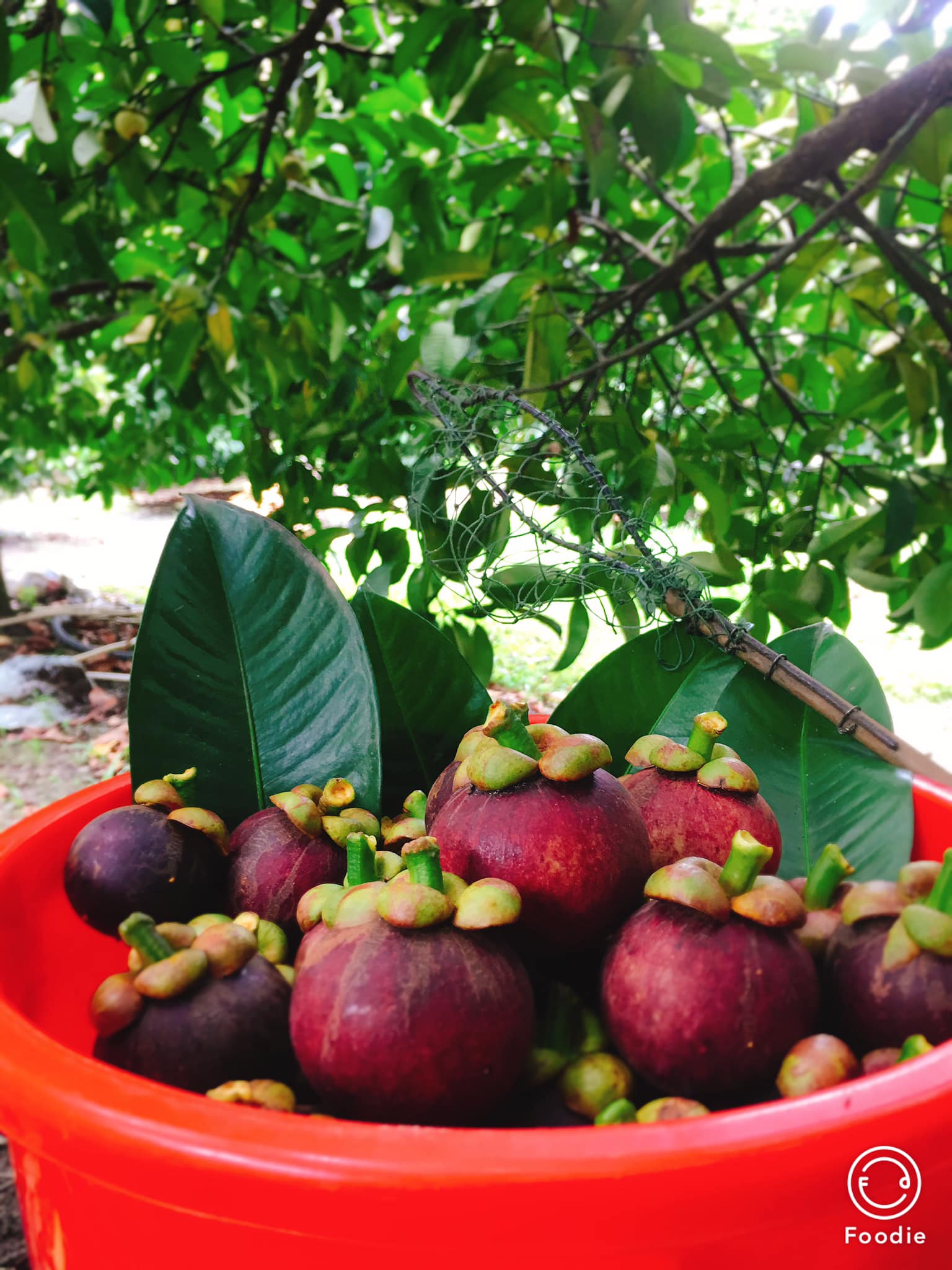 MĂNG CỤT MỚI HÁI CHÍN CÂY ĐỎ TƯƠI