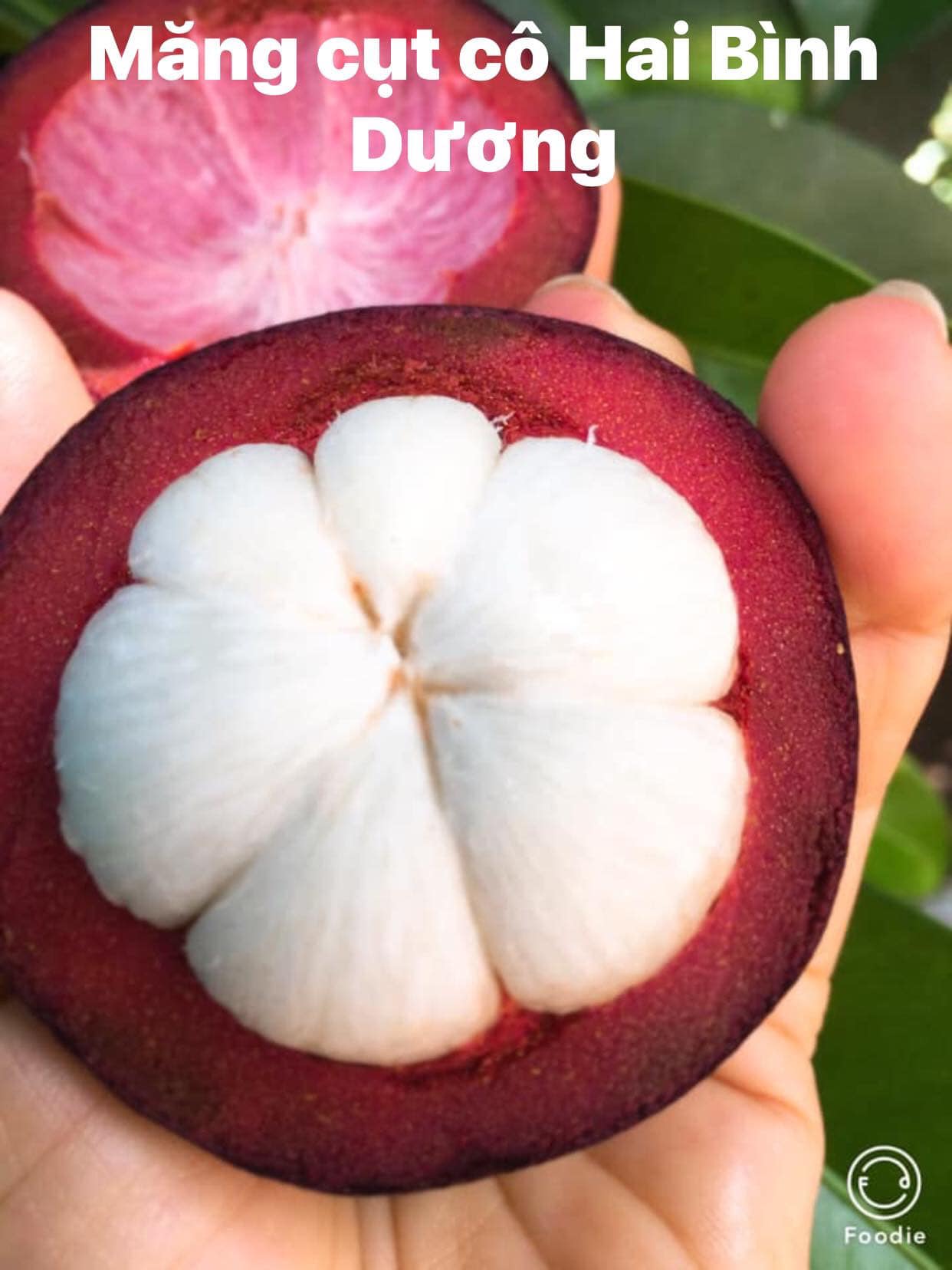 CÁCH CHỌN MĂNG CỤT NGON TƯƠI SẠCH