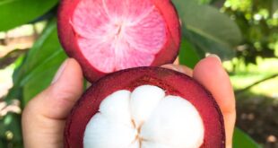 THÁNG MẤY LÀ MÙA MĂNG CỤT