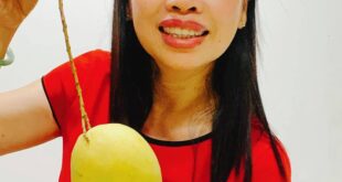 MÙA XOÀI CÁT HÒA LỘC VÀO THÁNG MẤY