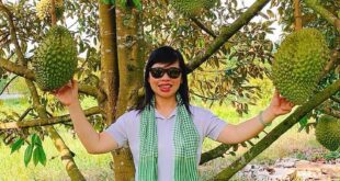 MÙA SẦU RIÊNG RI56 VÀO THÁNG MẤY