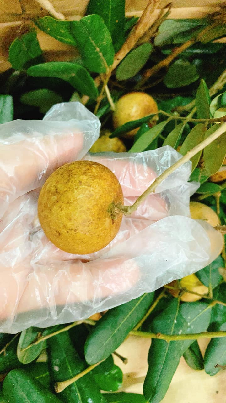 TÃI SAO GỌI LÀ NHÃN XUỒNG
