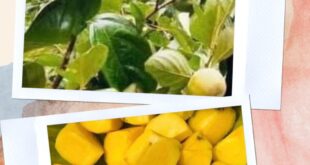 CÁCH CHỌN HỒNG GIÒN KHÔNG BỊ CHÁT