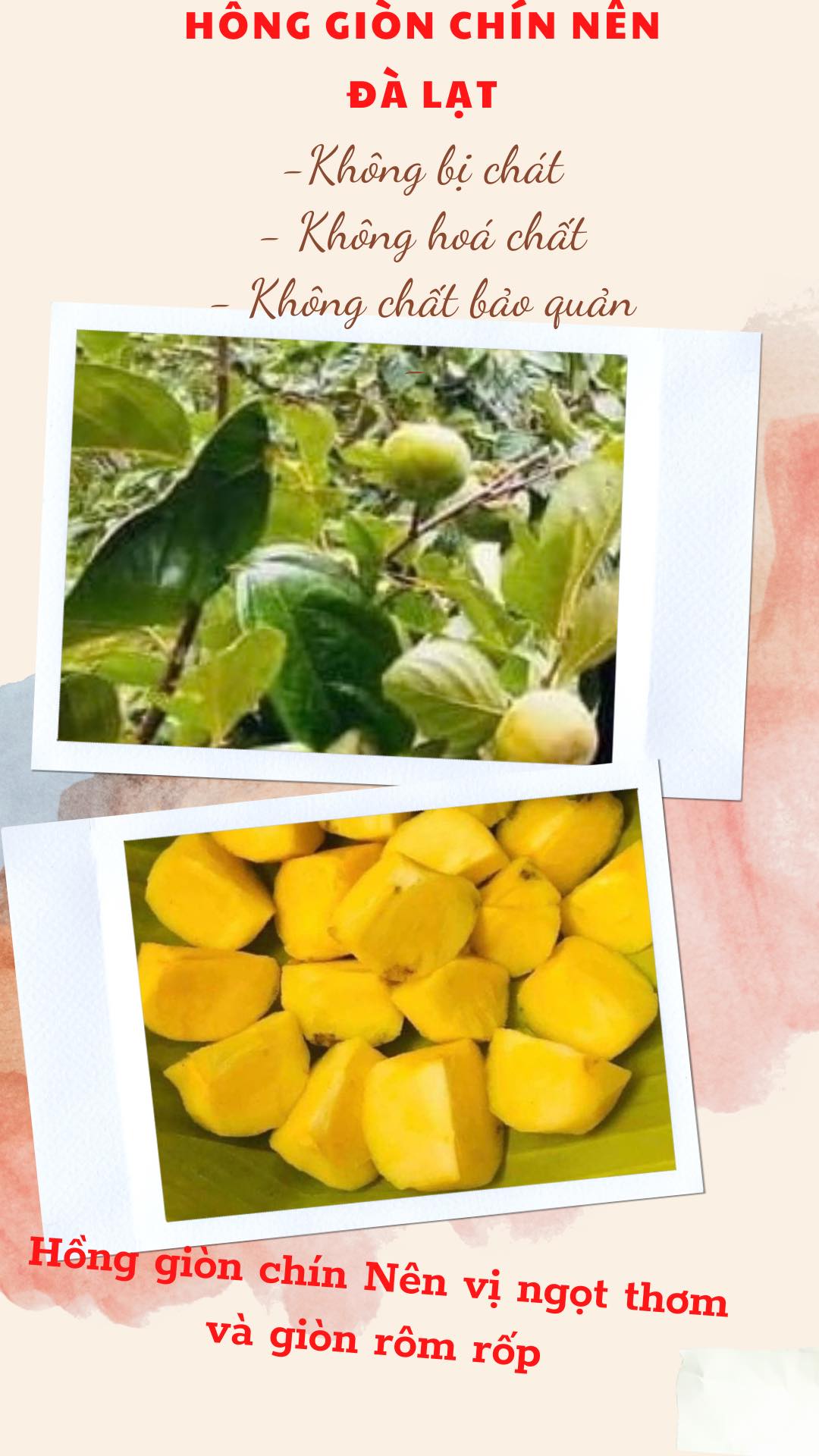 CÁCH CHỌN HỒNG GIÒN KHÔNG BỊ CHÁT