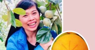 MÙA HỒNG GIÒN ĐÀ LẠT VÀO THÁNG MẤY