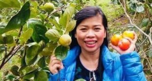 QUẢ HỒNG GIÒN CHÍN NÊN