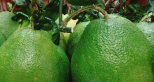 5 LỢI ÍCH CỦA BƯỞI DA XANH VỚI SỨC KHỎE