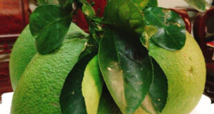 BƯỞI DA XANH BẾN TRE TRỒNG Ở ĐÂU NGON NHẤT?