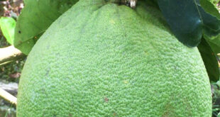 BƯỞI DA XANH LÀ GÌ?