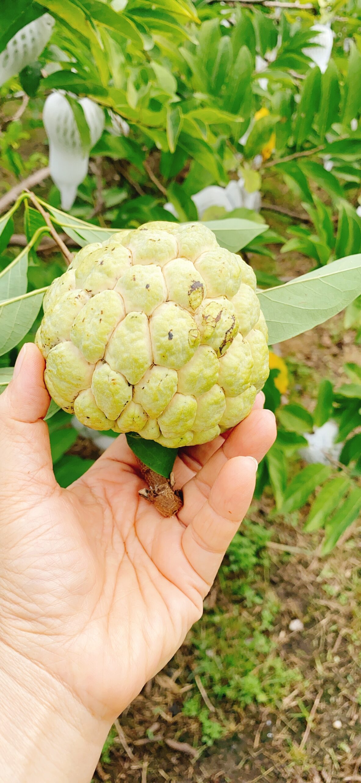 MÃNG CẦU DAI BÀ ĐEN