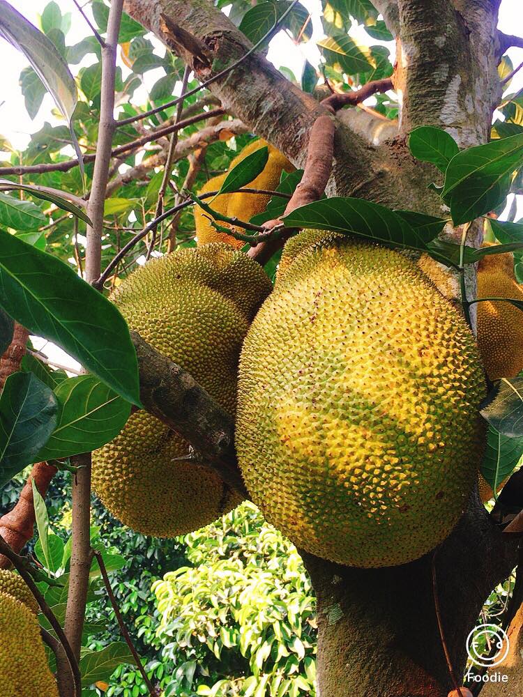 CÁCH NHẬN BIẾT MÍT CHÍN CÂY KHÔNG NHÚNG THUỐC 