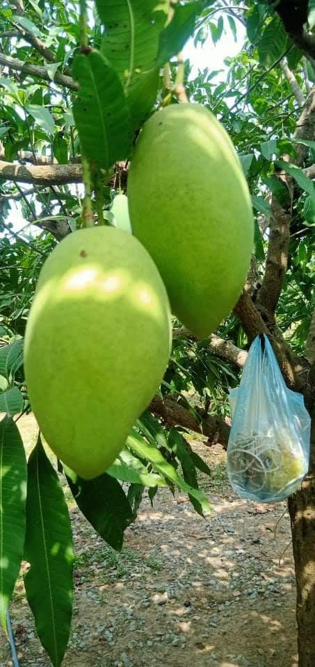 TẠI SAO ĂN XOÀI CÁT HÒA LỘC BỊ NGỨA CỔ